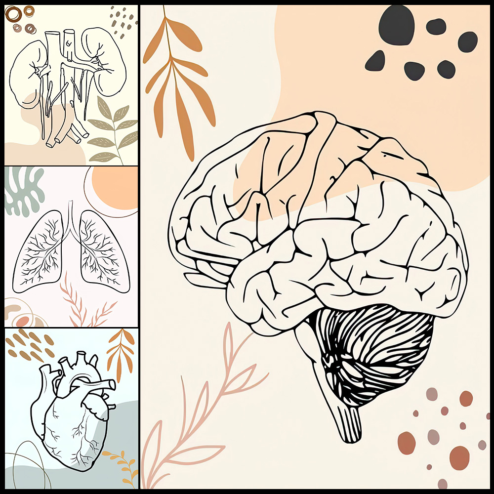 Human Anatomy Science Brain Nu - Science Nursery ulasan dan harga
